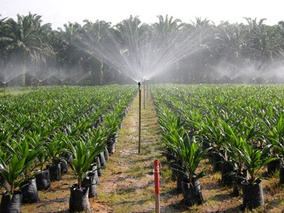 The Palm Trees Growing